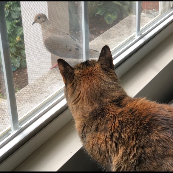 Meet your Posher, Stacy - Picture 7 of 8